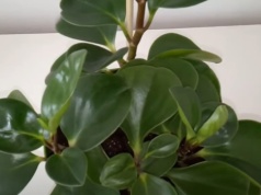 Ta roślina to królowa wytrzymałości. Bije na głowę całą resztę, nowy lider