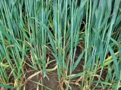 Choroby zbóż ruszą po zimie. Ten zabieg może uratować plon