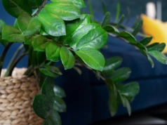 Wystarczy jeden ziemniak z garnka. Ten trik pobudza zamiokulkasa do wzrostu