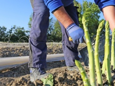 Harówka przy szparagach u Niemca. Tyle zapłaci Polakom. "Bez wyjazdów"