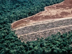 ICEYE z rozwiązaniem do monitoringu wylesiania. Usprawni to walkę z nielegalną wycinką lasów tropikalnych