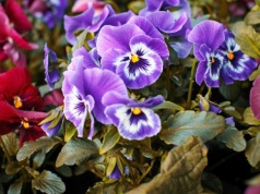 Nie czekam do maja. W marcu leję to do doniczki z bratkami co 2 tygodnie. Kwitną aż do lata