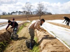 Sezon na szparagi w Niemczech. Ile realnie zarobią Polacy w 2026 r.?
