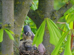 Jeśli chcesz usunąć krzewy, uważaj. Możesz złamać zakaz związany z ptakami