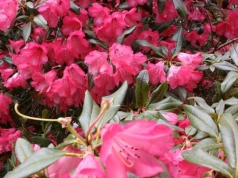 Ogrodnicy robią to z gałązką rododendrona w marcu. Za rok mają kilka nowych krzewów