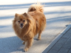 Krakowskie czworonogi będą zadowolone. Wybieg znów dostępny