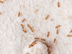 Te owady rozmnażają się błyskawicznie. Gdy je zauważysz, reaguj natychmiast