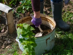 Nie każdy obornik działa tak samo. Jeden daje ogromne plony ogórków, inny wzmacnia róże