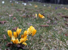 Ogrodowe oznaki wiosny