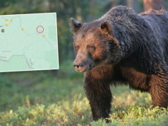 Był 300 m od domu, gdy z lasu wybiegł niedźwiedź. Dramat mężczyzny w Bieszczadach