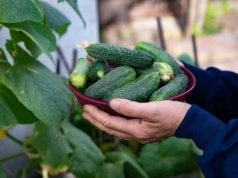 Mój dziadek zawsze sieje to przed ogórkami. Latem rozdaje plony całej rodzinie