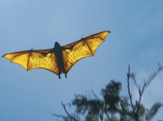 Są największe i najcięższe. Nie każdy wie, kim są te olbrzymy wśród ssaków