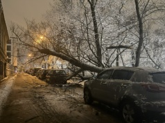 Niebezpiecznie w parku? Radny pyta o ekspertyzy