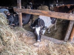 Gang złodziei bydła w rękach policji. Kradli krowy na Podlasiu