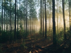 Las wygląda inaczej niż myślisz. Tajne wiadomości kryją się wszędzie przed ludzkim wzrokiem