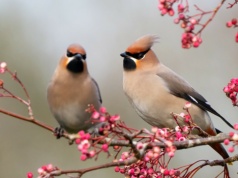 Przepiękny ptak z Północy wciąż jest w Polsce. Nadal nie odleciał