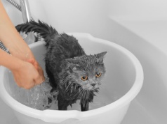 Koty nie lubią kąpieli. Dlaczego tak bardzo unikają wody? Jest powód