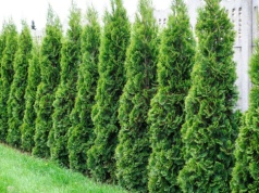 Jak wysoki może być żywopłot? Za takie tuje sąsiad może podać cię do sądu!