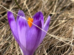 Dzień dobry, wiosno. Na Kalatówkach pojawiły się pierwsze krokusy
