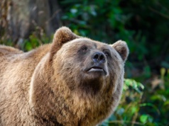 Niedźwiedź zaatakował mężczyznę na Podkarpaciu. Ugryzł i powalił