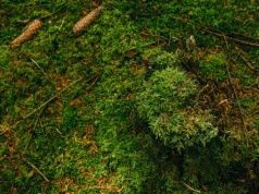 Grzybiarze już ruszyli do lasów. Te pyszne grzyby łatwo przeoczyć