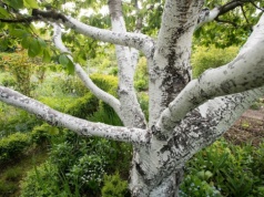 ​Planowałeś wyciąć drzewo na działce? Teraz jest już za późno, a kary są surowe