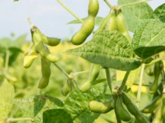Soja bez chwastów od początku. Doglebowy herbicyd z rozszerzoną etykietą