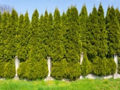 Jak wysokie mogą być tuje? W tej sytuacji sąsiad może iść do sądu