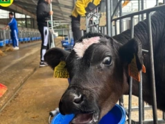 Ile mleka wydoili i ile pszenicy zebrali? Takie wyniki ma Kombinat Rolny Kietrz