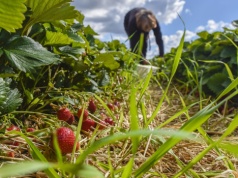 Śnieg uratował kaszubskie truskawki przed mrozem. Ekspertka wyjaśnia, co z plonami i ceną