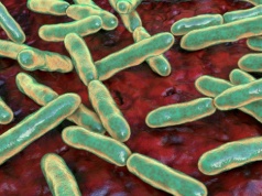 Niezwykłe odkrycie naukowców. Bakterie jelitowe mogą poprawić płodność