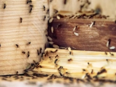 Gdy mrówki wybierają doniczkę, coś jest nie tak z ziemią