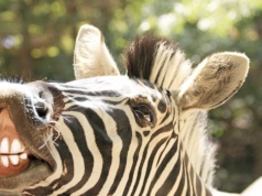 Konie udało się udomowić, a zebr - nigdy. Dziwne? Znaleźli przyczynę