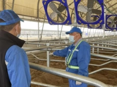 Chiny kupią mniej mleka z Europy? To może uderzyć w ceny