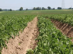 Zaraza i alternarioza ziemniaka: kiedy i jak skutecznie chronić plantacje?
