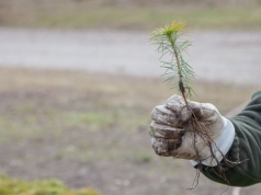 Leśnicy szykują się do wielkiego sadzenia drzew. W naszym regionie będzie to aż 19,5 mln sadzonek
