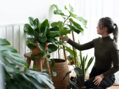 Zaparz 10 torebek i podlej rośliny. Muszki znikną z doniczek na zawsze