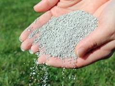 Posyp trawnik tym białym proszkiem w marcu. Mech zniknie, a murawa będzie jak na Narodowym