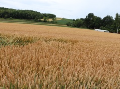 Nowa pula kredytów dla młodych rolników. ARiMR daje dopłaty do zakupu ziemi