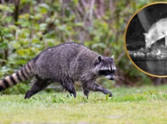 Nagranie pokazało niezwykłe polowanie wilka. Minister mówi: 'Nareszcie!"