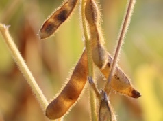 Europejscy rolnicy zaskarżyli ukraińskie cła wywozowe na soję i rzepak. Albo zniesienie, albo cła odwetowe w UE