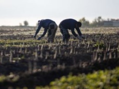 Polscy rolnicy walczą o pracownika z Niemcami. Oto stawki za szparagi