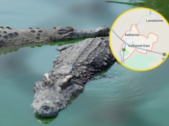 W australijskim mieście zaczęły grasować krokodyle. "Proszę nie wchodzić do wody"