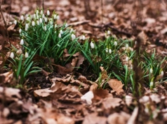 Koniec zimy w obiektywie – jak uchwycić magię przełomu sezonów