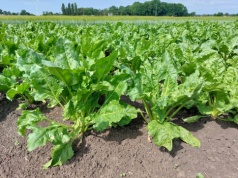 Groźny szkodnik atakuje buraki. Rolnicy ponoszą straty, pomocy brak