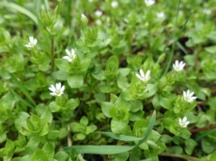 Zamiast łykać witaminy, zerwij ten chwast. Rośnie na każdym trawniku