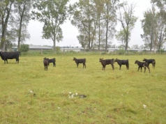 Pomniejszenie płatności dobrostanowej lub brak wypłaty: 7 dni na uzupełnienie dokumentów!