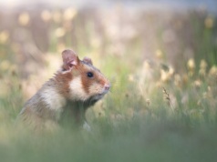 Na ratunek chomikowi