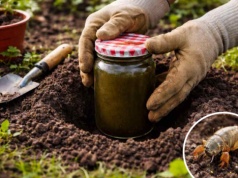 Wlej to do słoika i zakop. Turkucie znikną w jedną noc