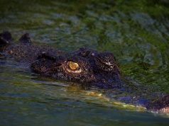 Pływają nawet po boiskach. W mieście zaroiło się od krokodyli